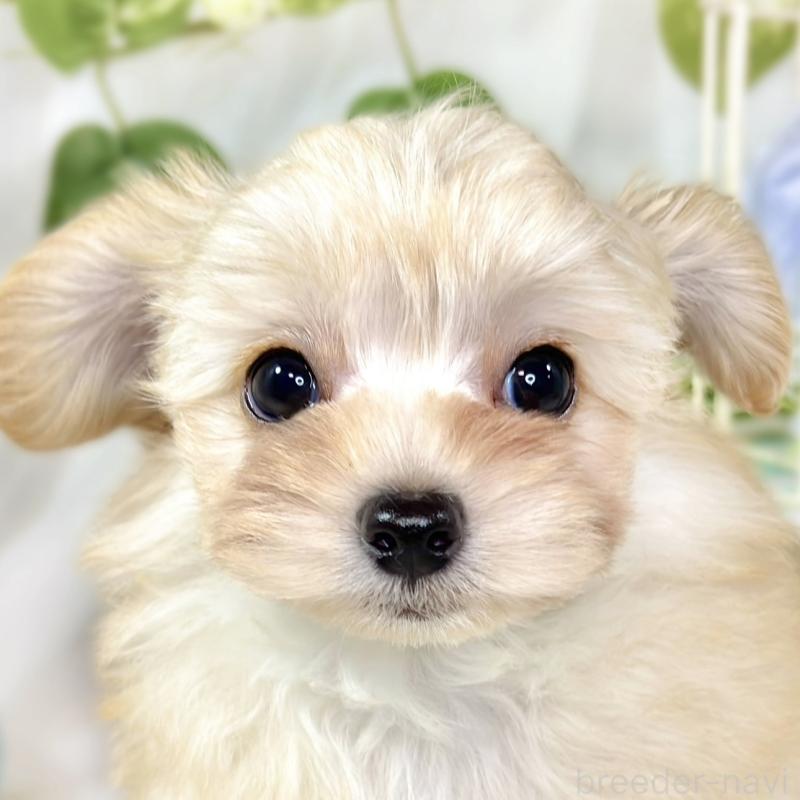 販売中の滋賀県のチワプー:チワワ×トイプードル-432175