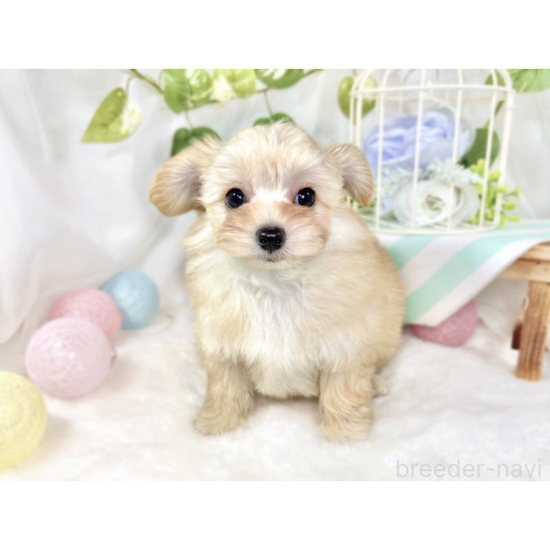 成約済の滋賀県のチワプー:チワワ×トイプードル-432175の4枚目