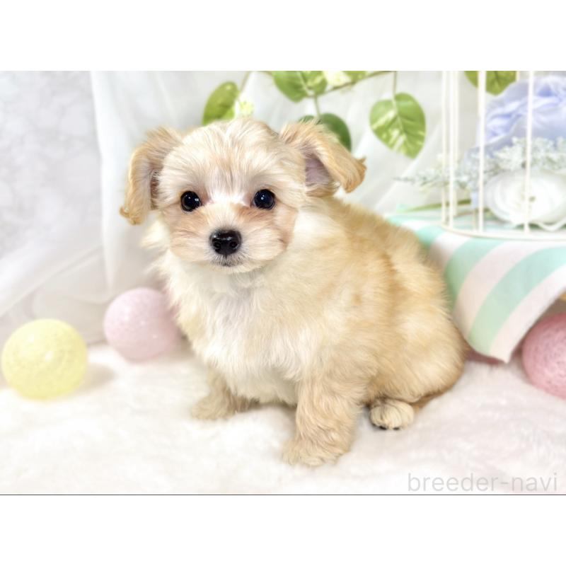 成約済の滋賀県のチワプー:チワワ×トイプードル-432175の3枚目