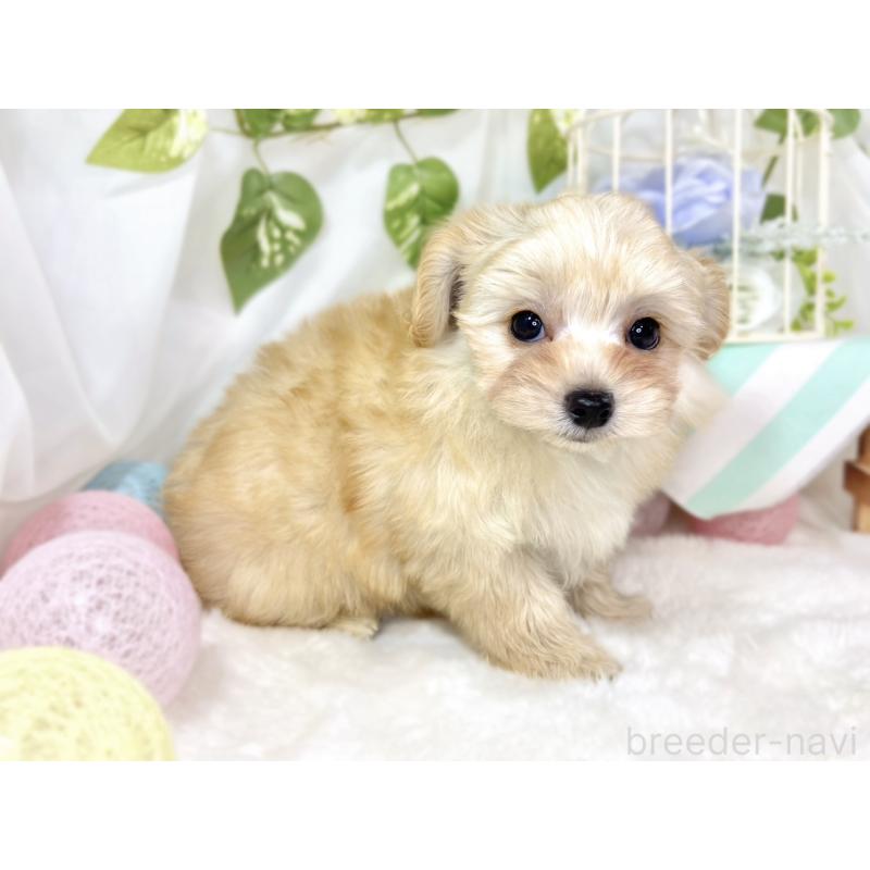 成約済の滋賀県のチワプー:チワワ×トイプードル-432175の2枚目