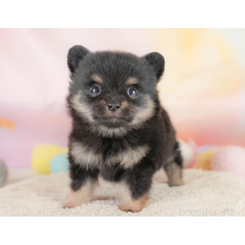 販売中の栃木県のポメチワ:ポメラニアン×チワワ-433162の8枚目