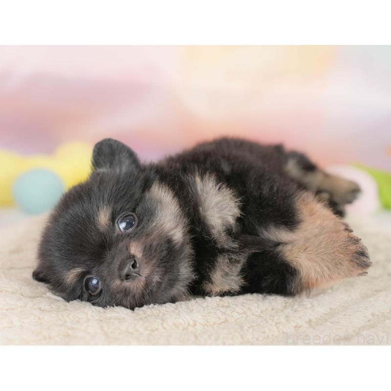 販売中の栃木県のポメチワ:ポメラニアン×チワワ-433162の7枚目