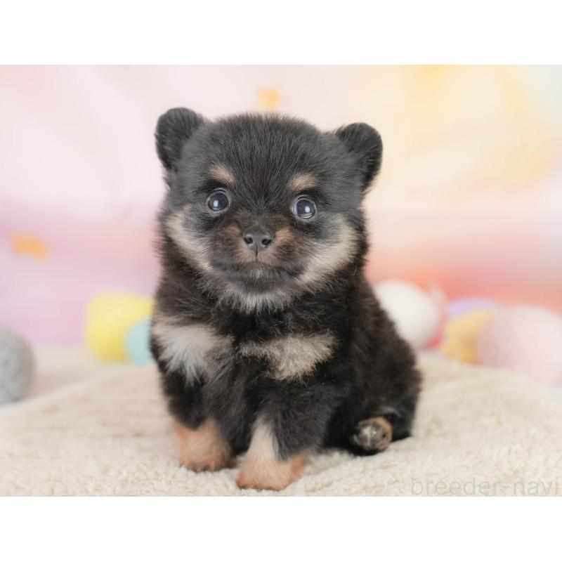 販売中の栃木県のポメチワ:ポメラニアン×チワワ-433162の4枚目