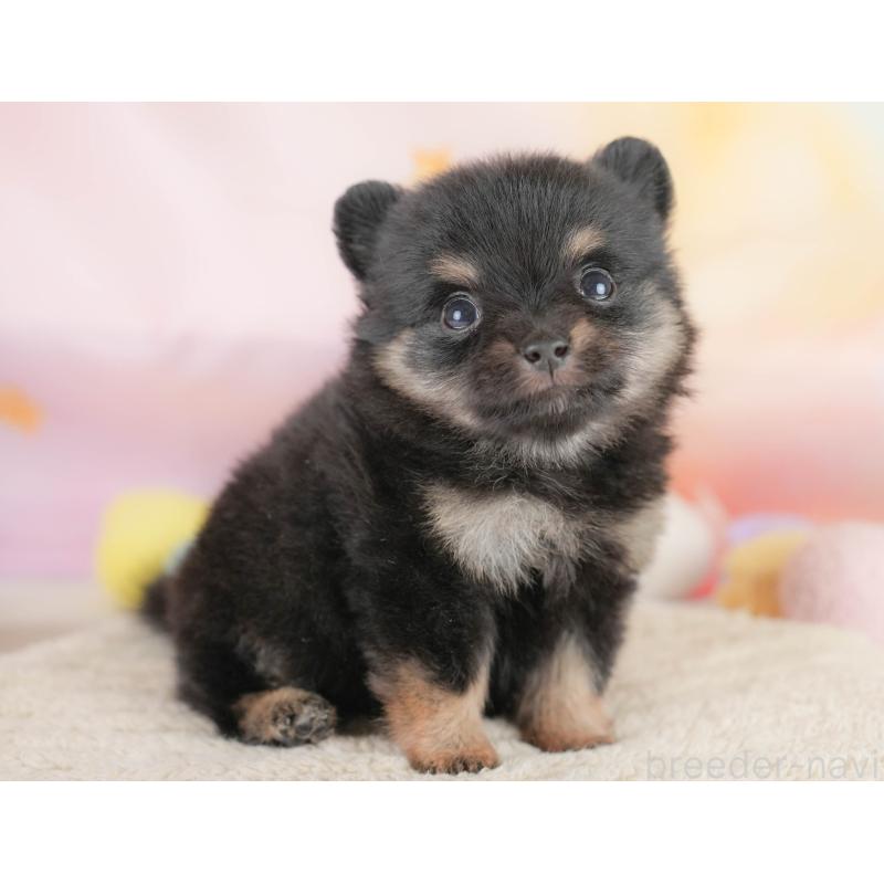 販売中の栃木県のポメチワ:ポメラニアン×チワワ-433162の3枚目