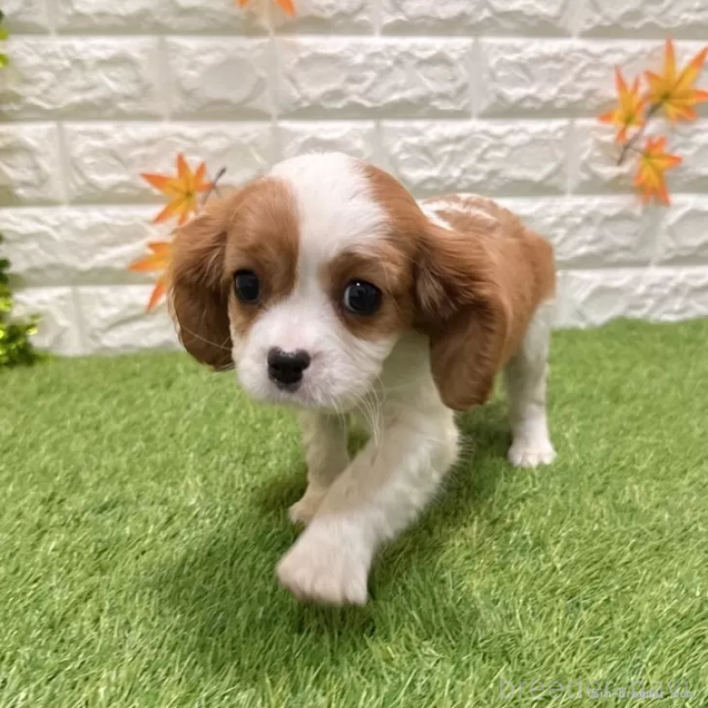 販売中の愛知県のキャバリアキングチャールズスパニエル-427125