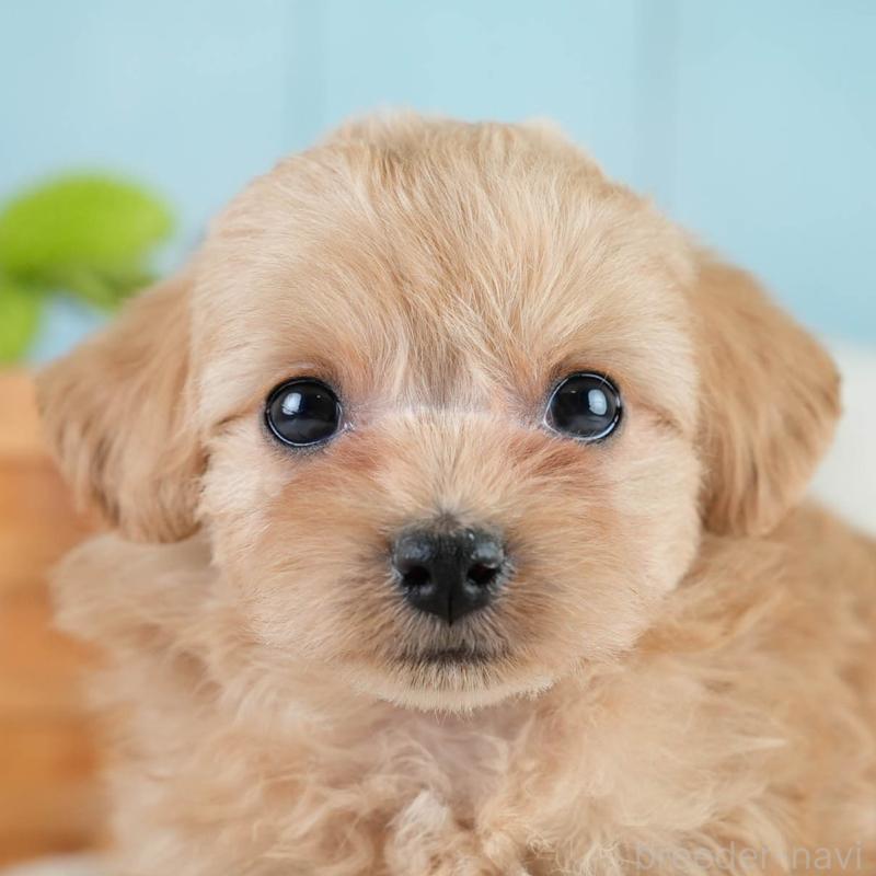 販売中の栃木県のミックス犬-433126