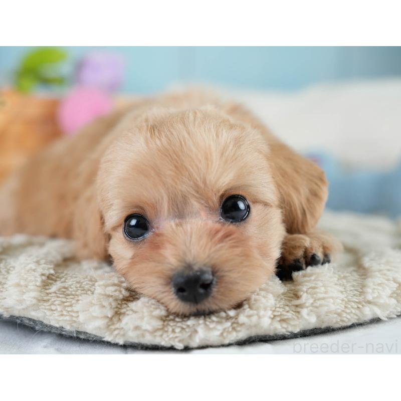 販売中の栃木県のミックス犬-433126の11枚目