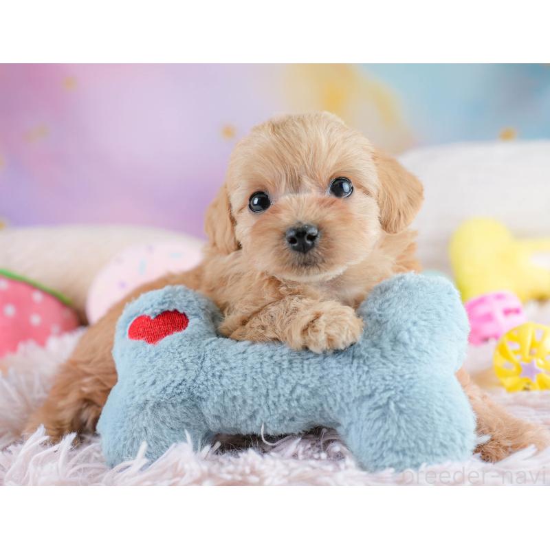 販売中の栃木県のミックス犬-433126の10枚目