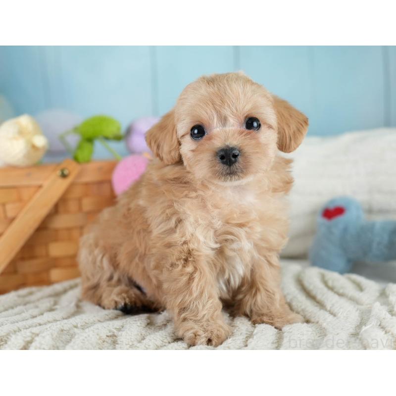 販売中の栃木県のミックス犬-433126の9枚目