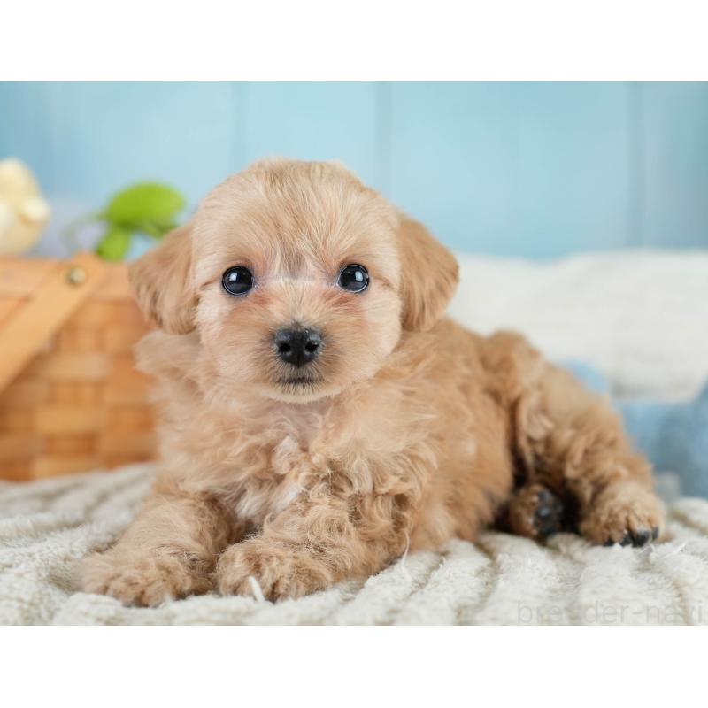 販売中の栃木県のミックス犬-433126の8枚目