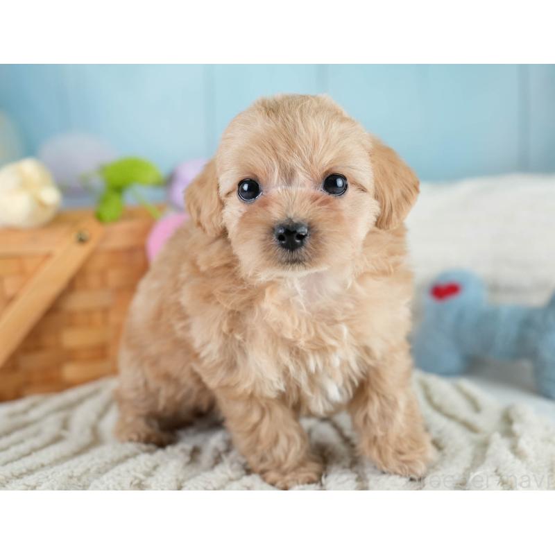 販売中の栃木県のミックス犬-433126の7枚目