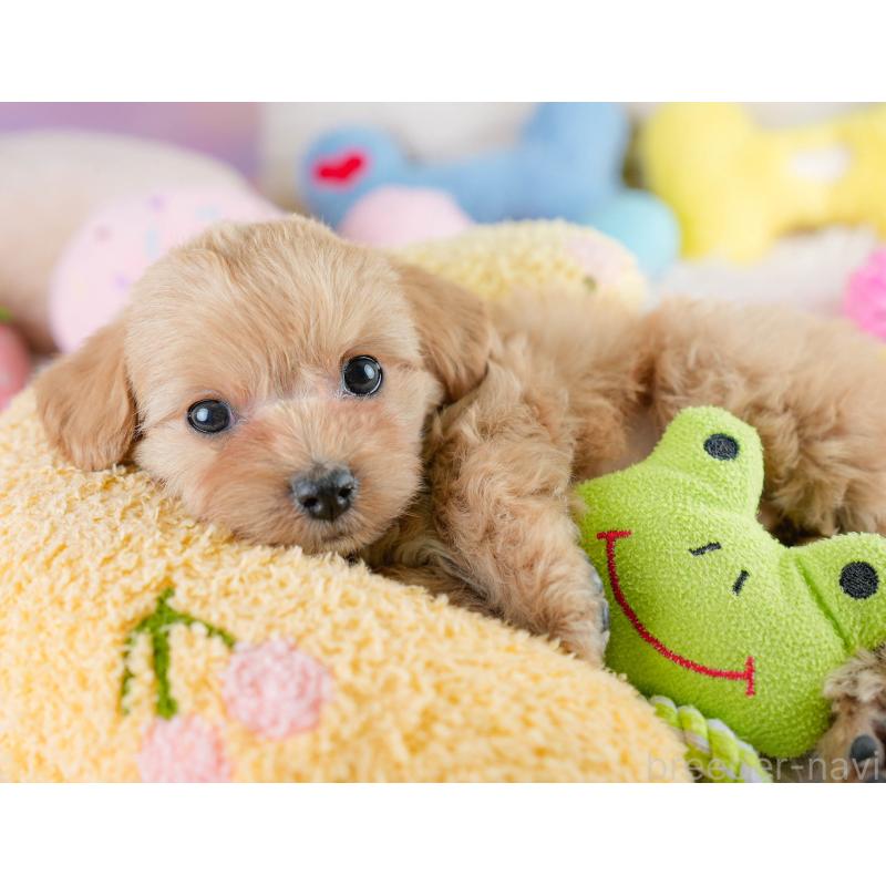 販売中の栃木県のミックス犬-433126の6枚目