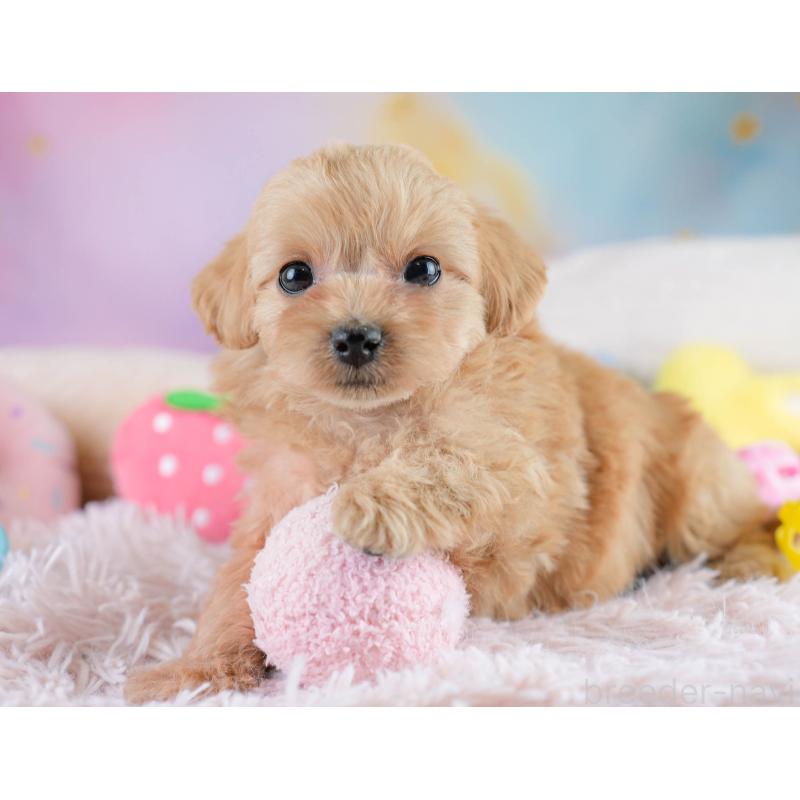 販売中の栃木県のミックス犬-433126の5枚目