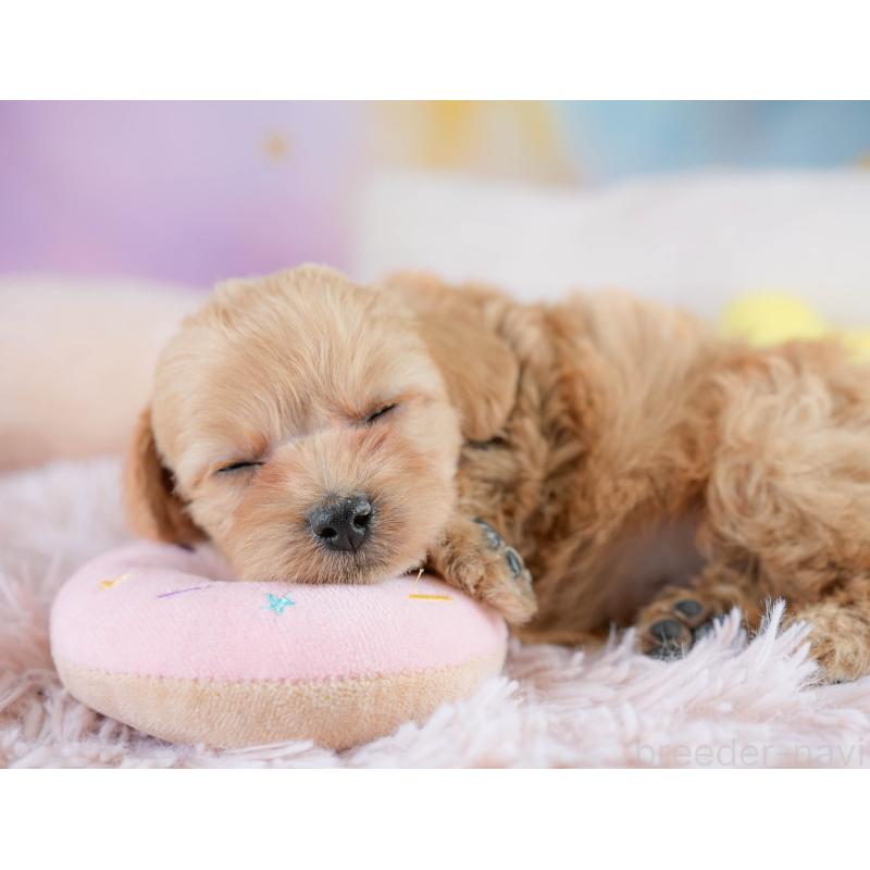 販売中の栃木県のミックス犬-433126の4枚目