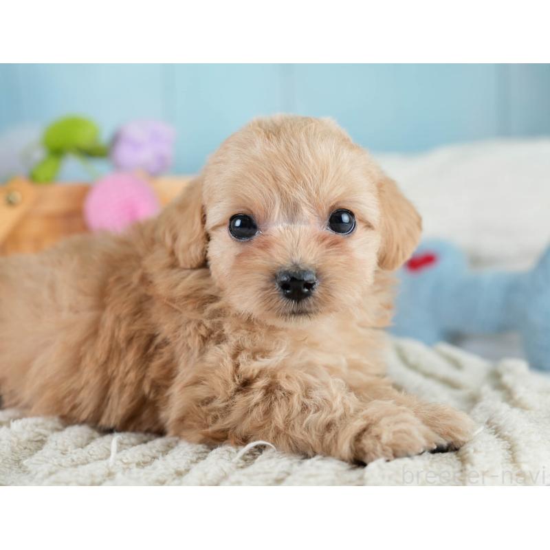 販売中の栃木県のミックス犬-433126の3枚目