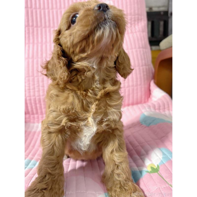 販売中の愛知県のコッカプー:アメリカンコッカースパニエル×トイプードル-433064の4枚目