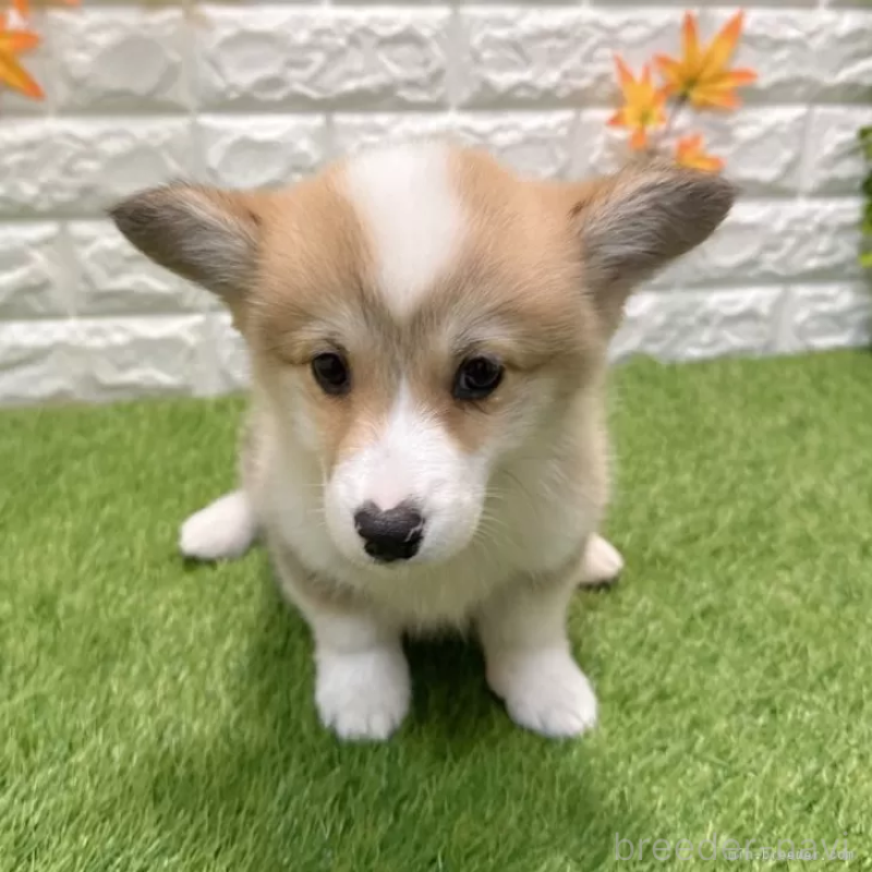 販売中の愛知県のウェルシュコーギーペンブローク-426375