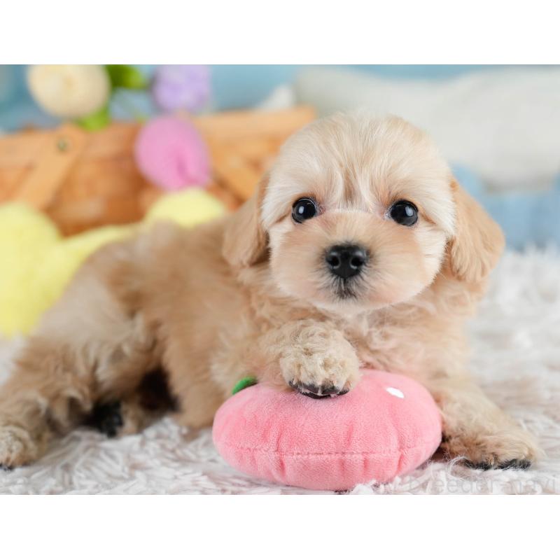 販売中の栃木県のチワプー:チワワ×トイプードル-433122の11枚目