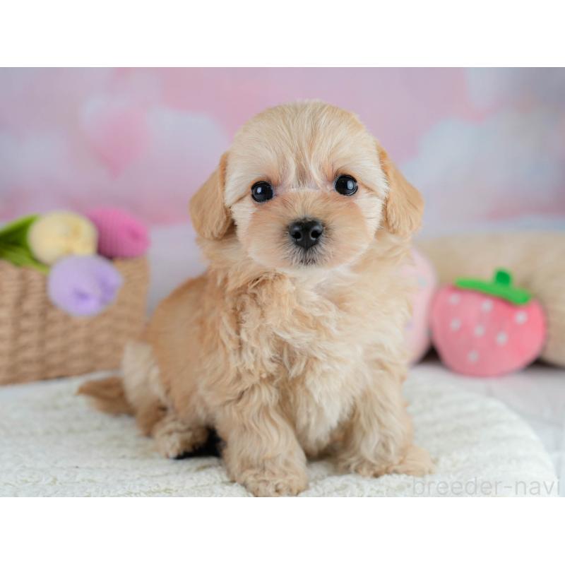 販売中の栃木県のチワプー:チワワ×トイプードル-433122の10枚目