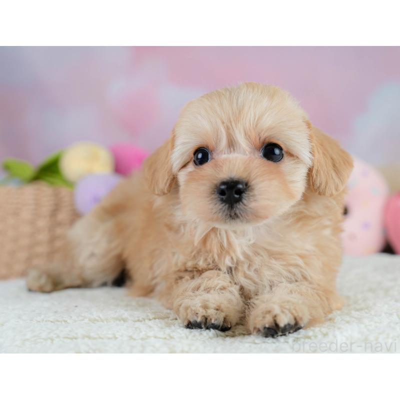 販売中の栃木県のチワプー:チワワ×トイプードル-433122の9枚目