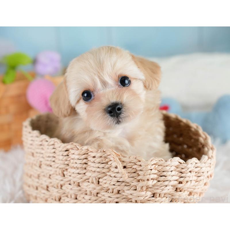 販売中の栃木県のチワプー:チワワ×トイプードル-433122の8枚目