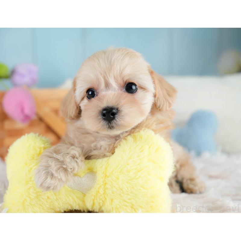 販売中の栃木県のチワプー:チワワ×トイプードル-433122の7枚目