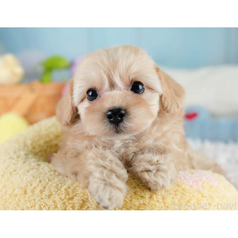 販売中の栃木県のチワプー:チワワ×トイプードル-433122の6枚目