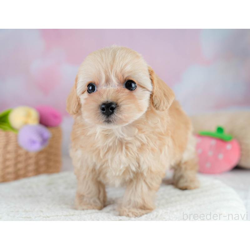 販売中の栃木県のチワプー:チワワ×トイプードル-433122の5枚目