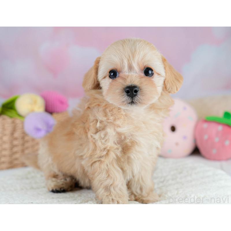 販売中の栃木県のチワプー:チワワ×トイプードル-433122の4枚目