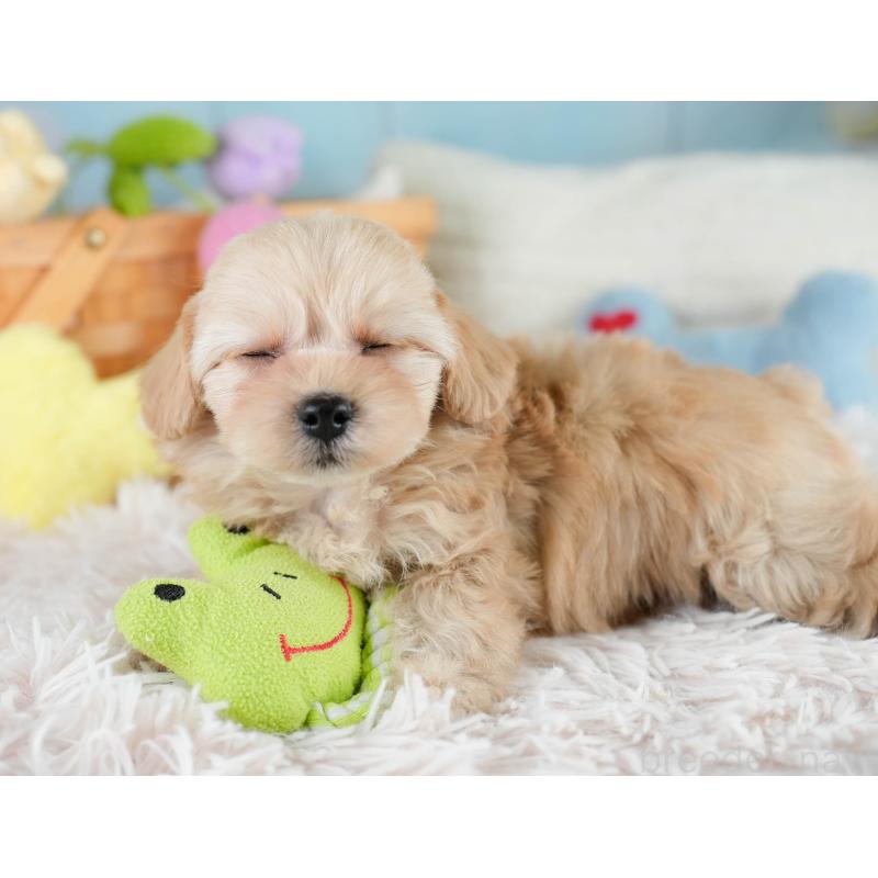 販売中の栃木県のチワプー:チワワ×トイプードル-433122の3枚目