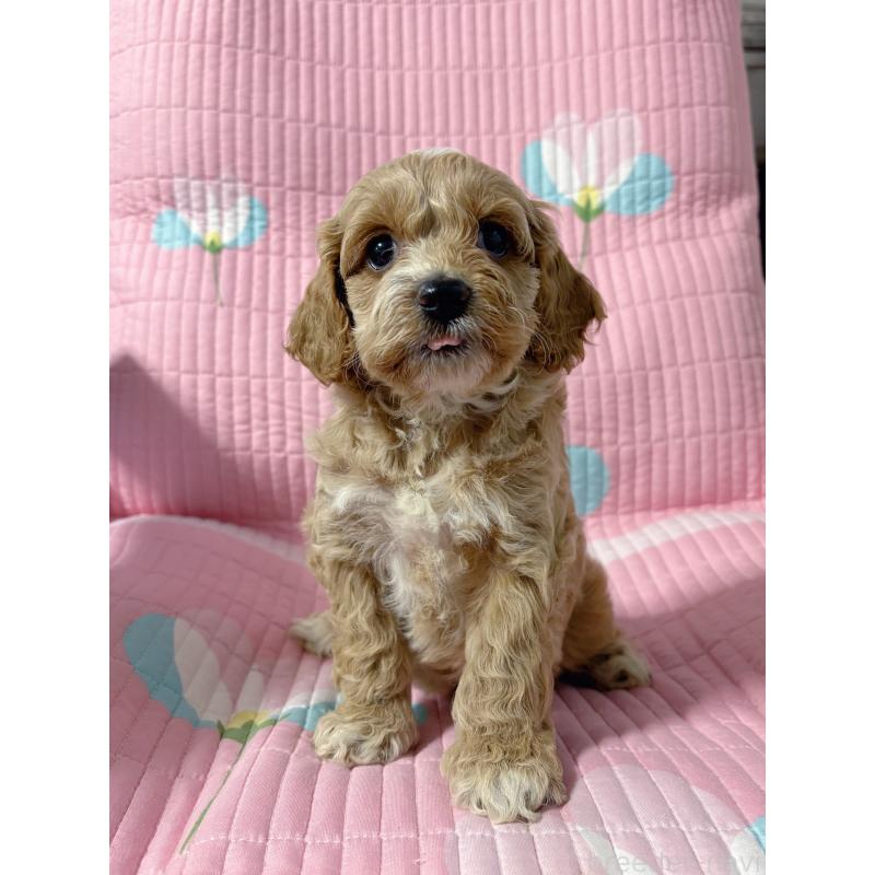 販売中の愛知県のコッカプー:アメリカンコッカースパニエル×トイプードル-433065の6枚目