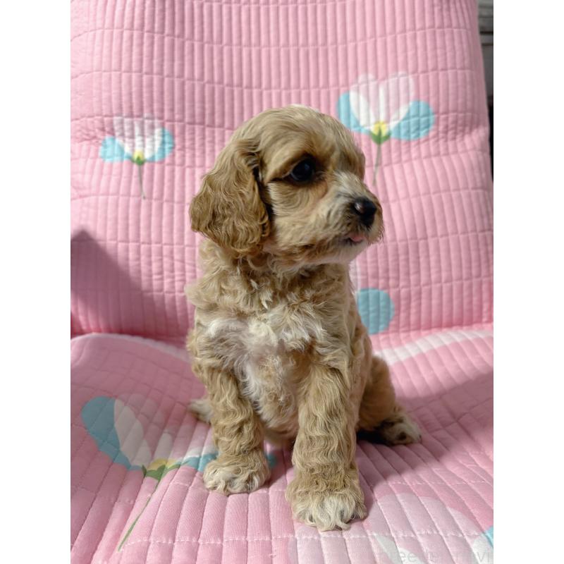 販売中の愛知県のコッカプー:アメリカンコッカースパニエル×トイプードル-433065の5枚目