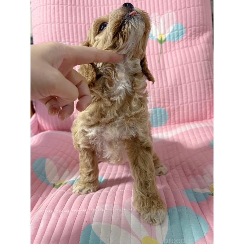 販売中の愛知県のコッカプー:アメリカンコッカースパニエル×トイプードル-433065の4枚目