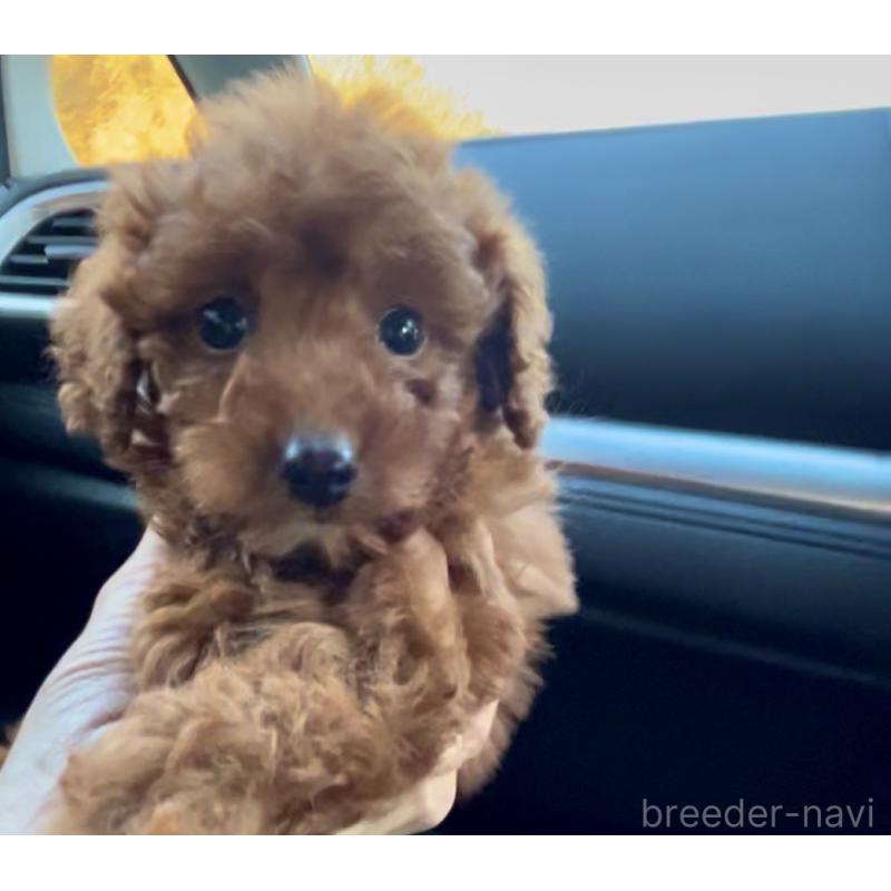 販売中の奈良県のタイニープードル-433066の9枚目