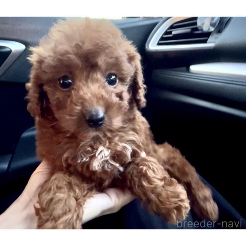 販売中の奈良県のタイニープードル-433066の8枚目