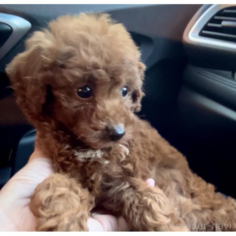 販売中の奈良県のタイニープードル-433066の7枚目