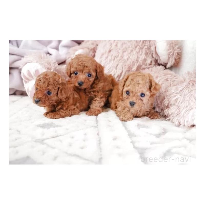 販売中の静岡県のティーカッププードル-433067の6枚目