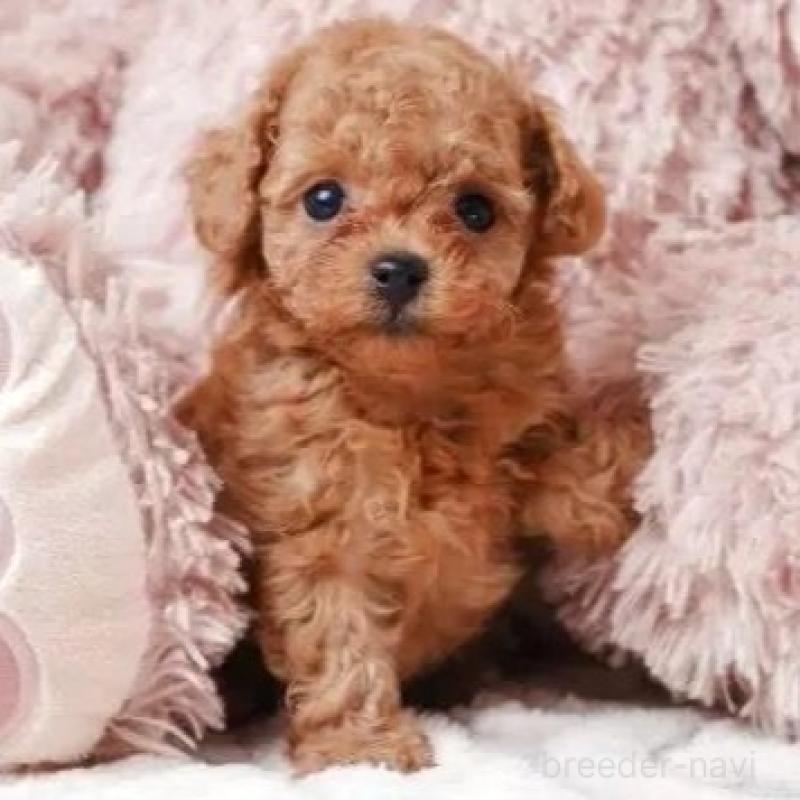 販売中の静岡県のティーカッププードル-433067の1枚目