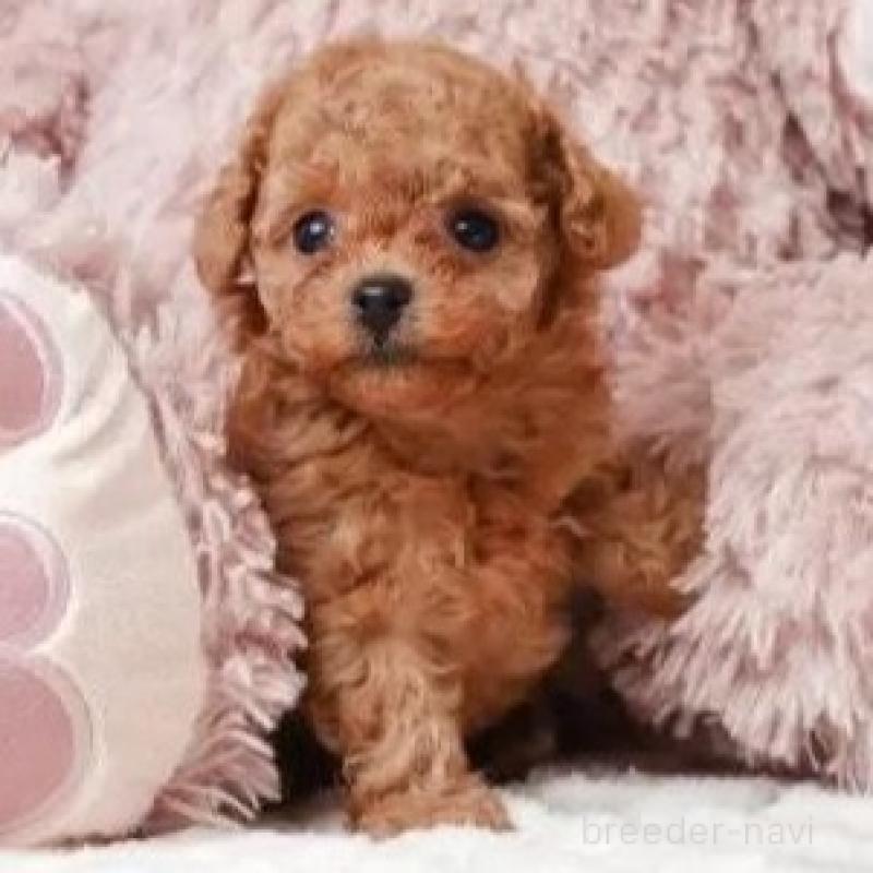 販売中の静岡県のティーカッププードル-433067の5枚目