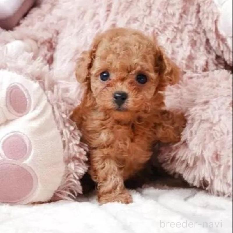 販売中の静岡県のティーカッププードル-433067の4枚目