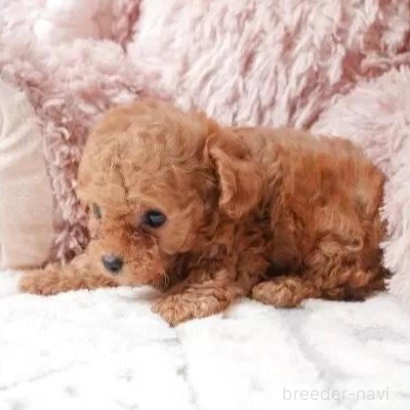 販売中の静岡県のティーカッププードル-433067の3枚目