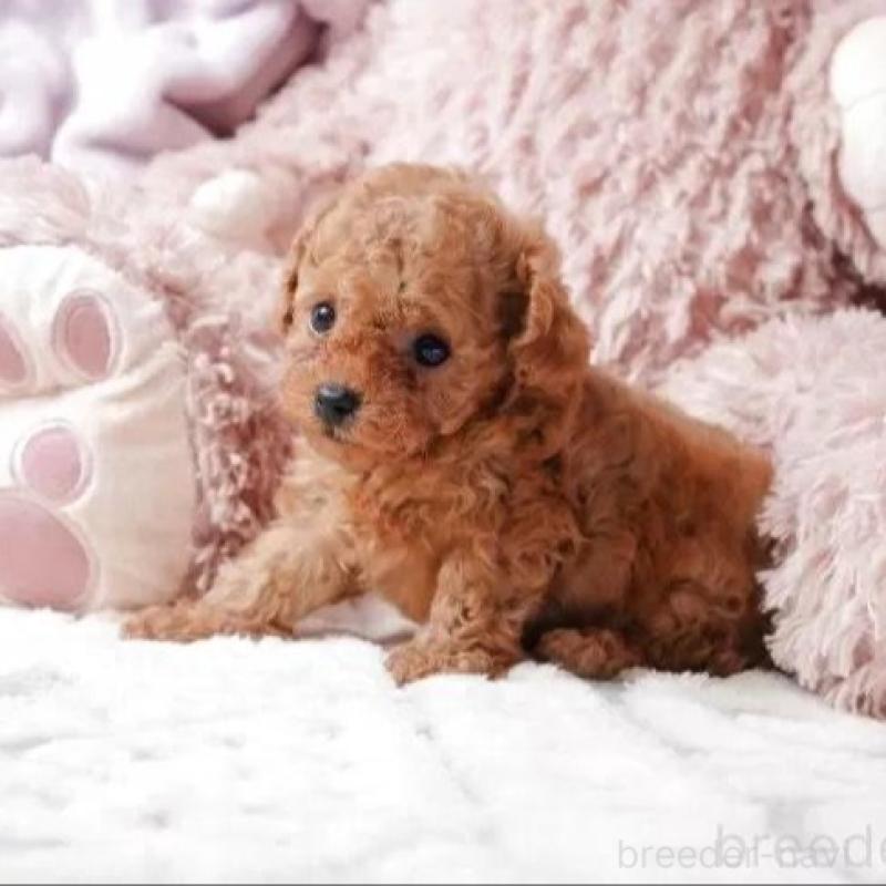 販売中の静岡県のティーカッププードル-433067の2枚目