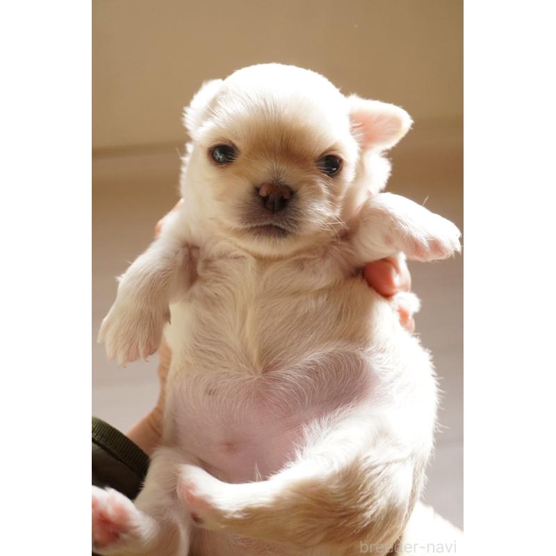 販売中の大阪府のチワワ(ロングコート)-433069の7枚目