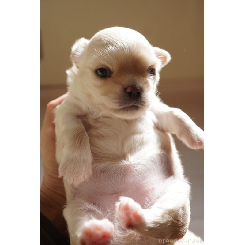 販売中の大阪府のチワワ(ロングコート)-433069の6枚目