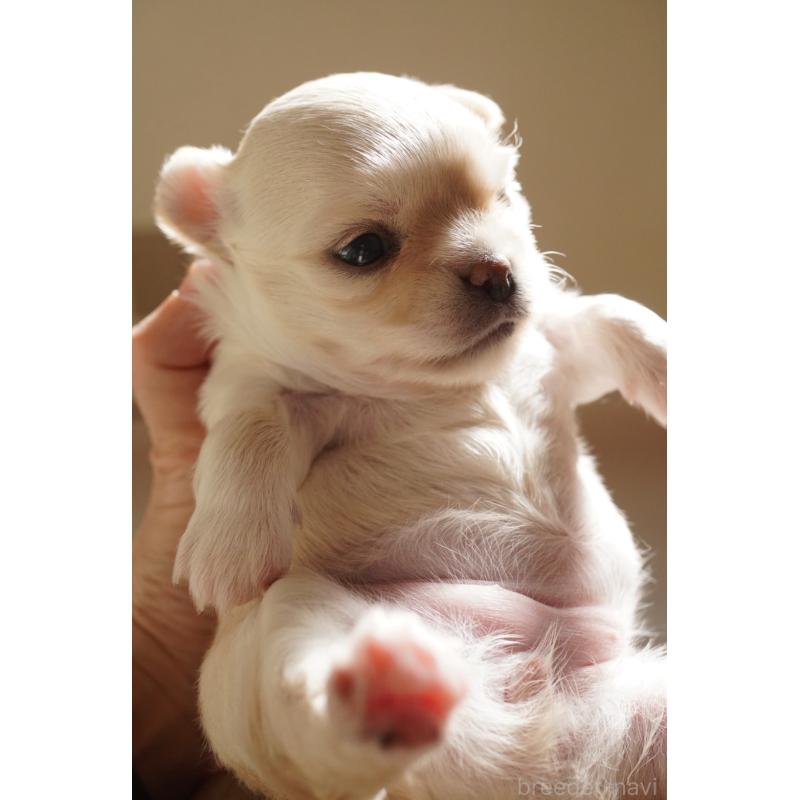 販売中の大阪府のチワワ(ロングコート)-433069の4枚目