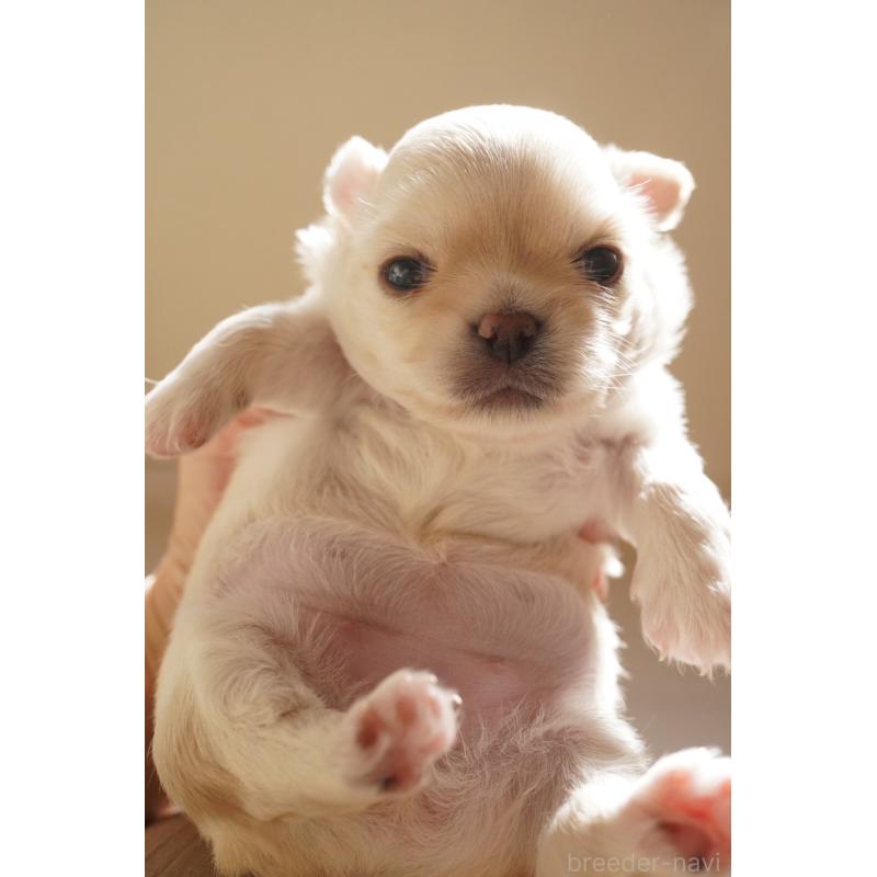 販売中の大阪府のチワワ(ロングコート)-433069の3枚目