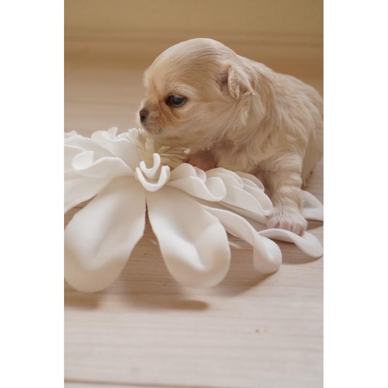 販売中の大阪府のチワワ(ロングコート)-433069の2枚目