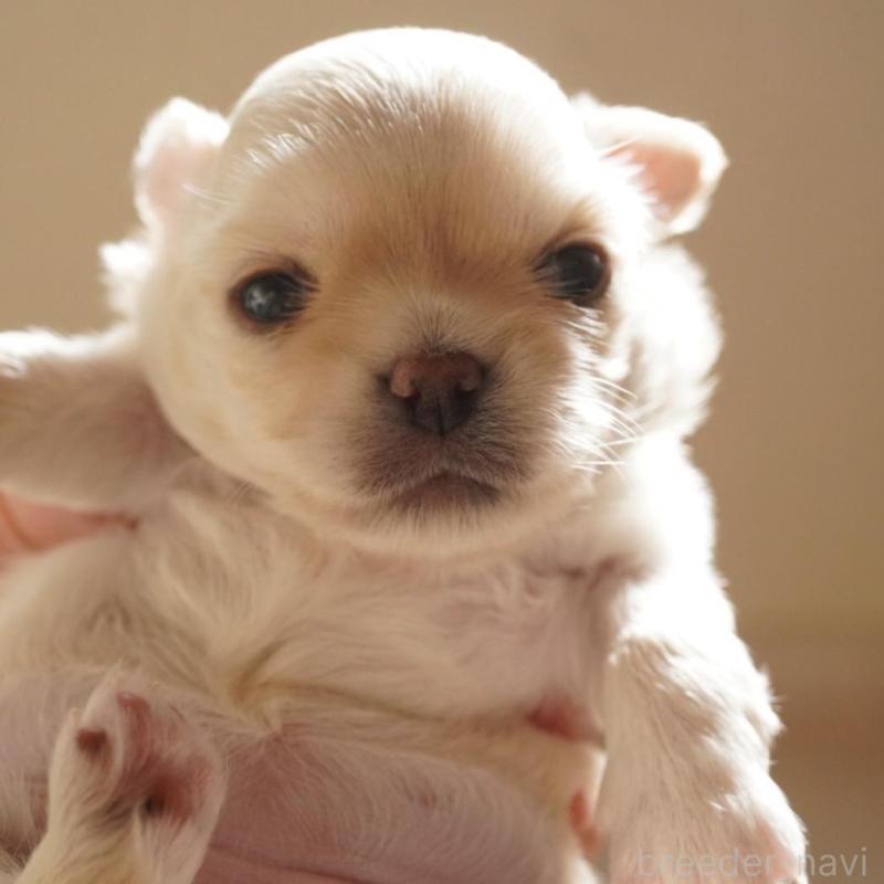 販売中の大阪府のチワワ(ロングコート)-433069の1枚目