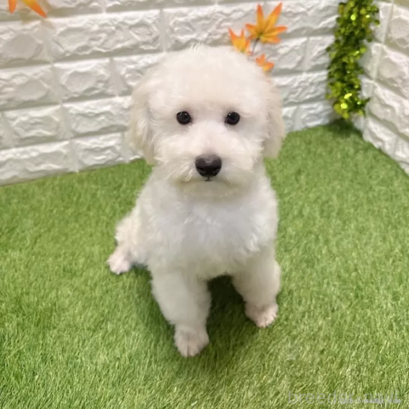 販売中の愛知県のトイプードル-414849