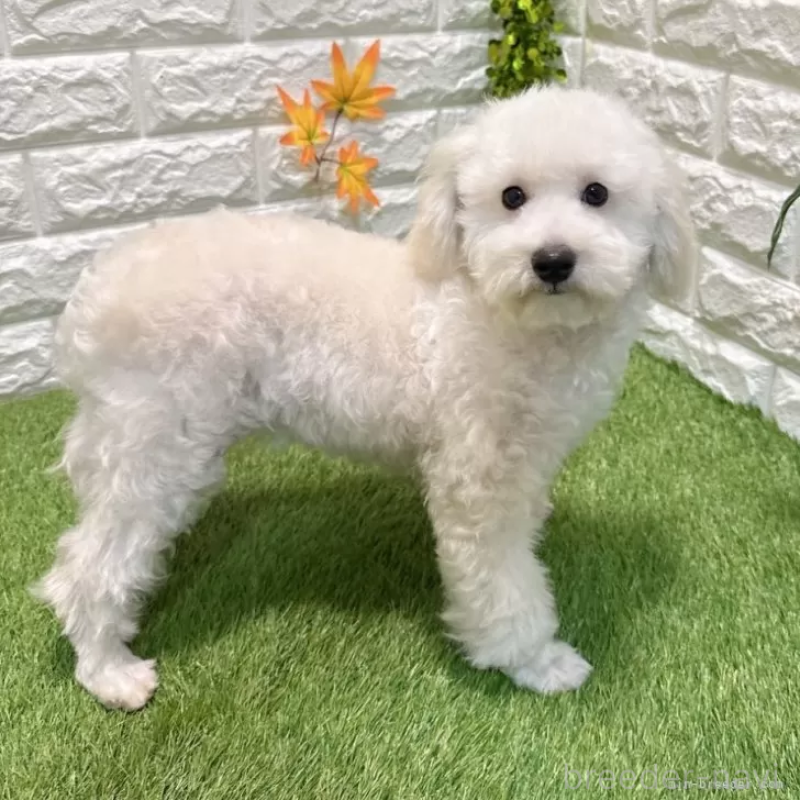 販売中の愛知県のトイプードル-414849の5枚目